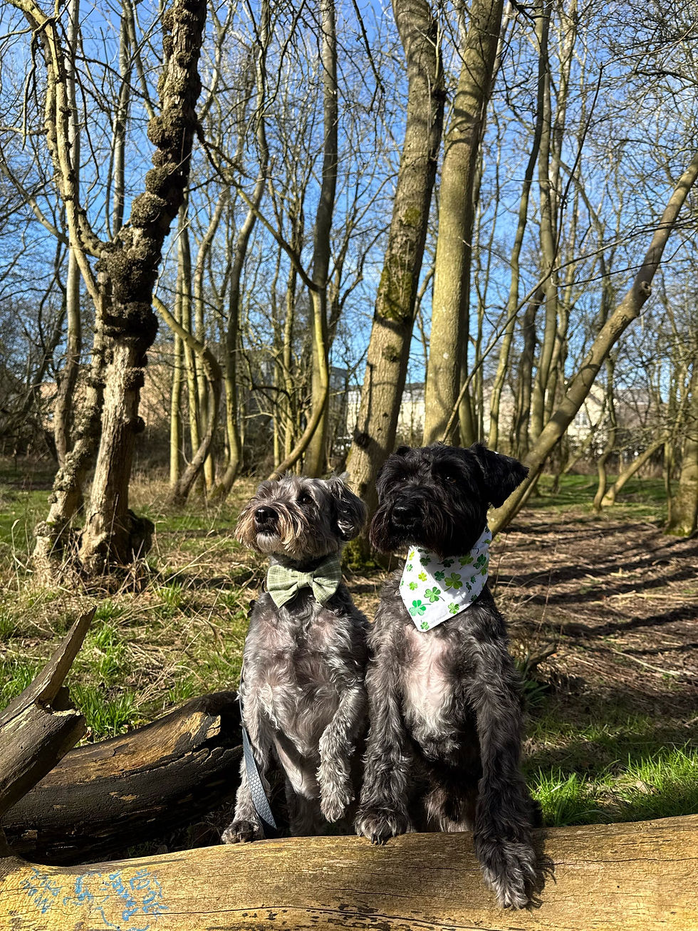 Thumbnail: Luck of the Irish Bandana for Dogs & Cats