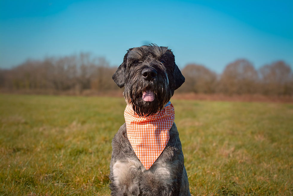 Thumbnail: Pumpkin Gingham Bandana For Dogs & Cats