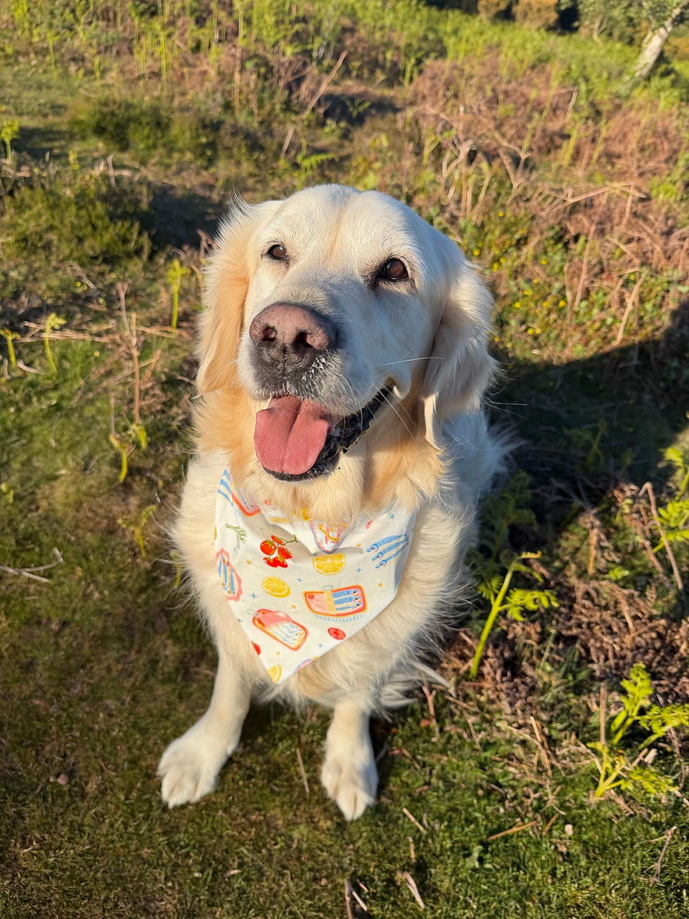 Thumbnail: Catch of the Day Sardines Bandana for Dogs & Cats
