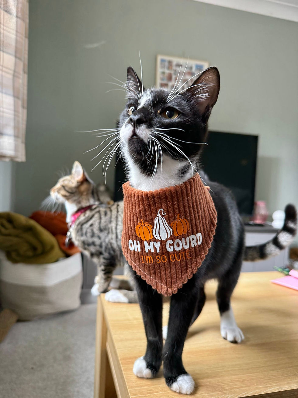 Oh My Gourd Corduroy Pumpkin Pet Bandana
