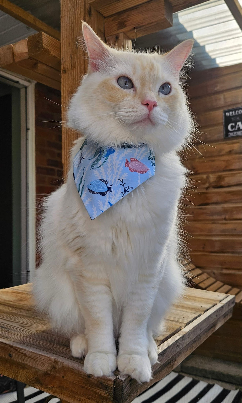 Thumbnail: Fin and Tonic Fish Bandana for Dogs & Cats