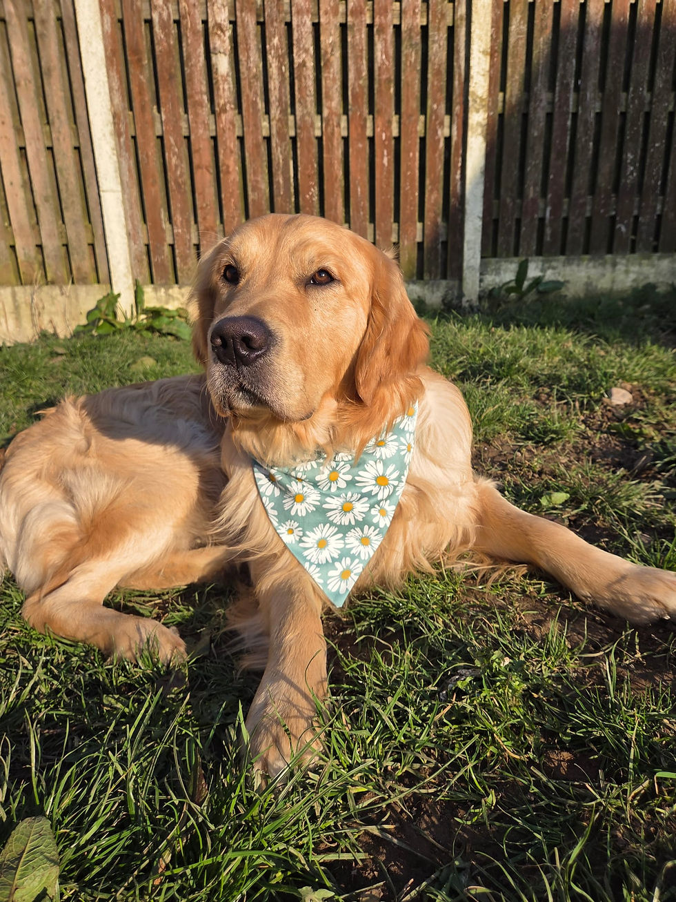 Thumbnail: Daisy Chain Flower Bandana For Dogs & Cats