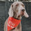 Thumbnail: Bitches Love Me Bandana