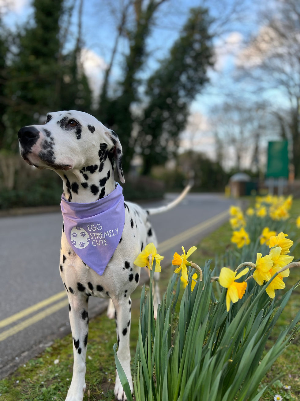 Thumbnail: Eggstremely Cute Bandana