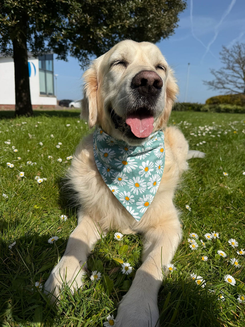Daisy Chain Flower Bandana For Dogs & Cats