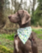 Luck of the Irish Bandana for Dogs & Cats