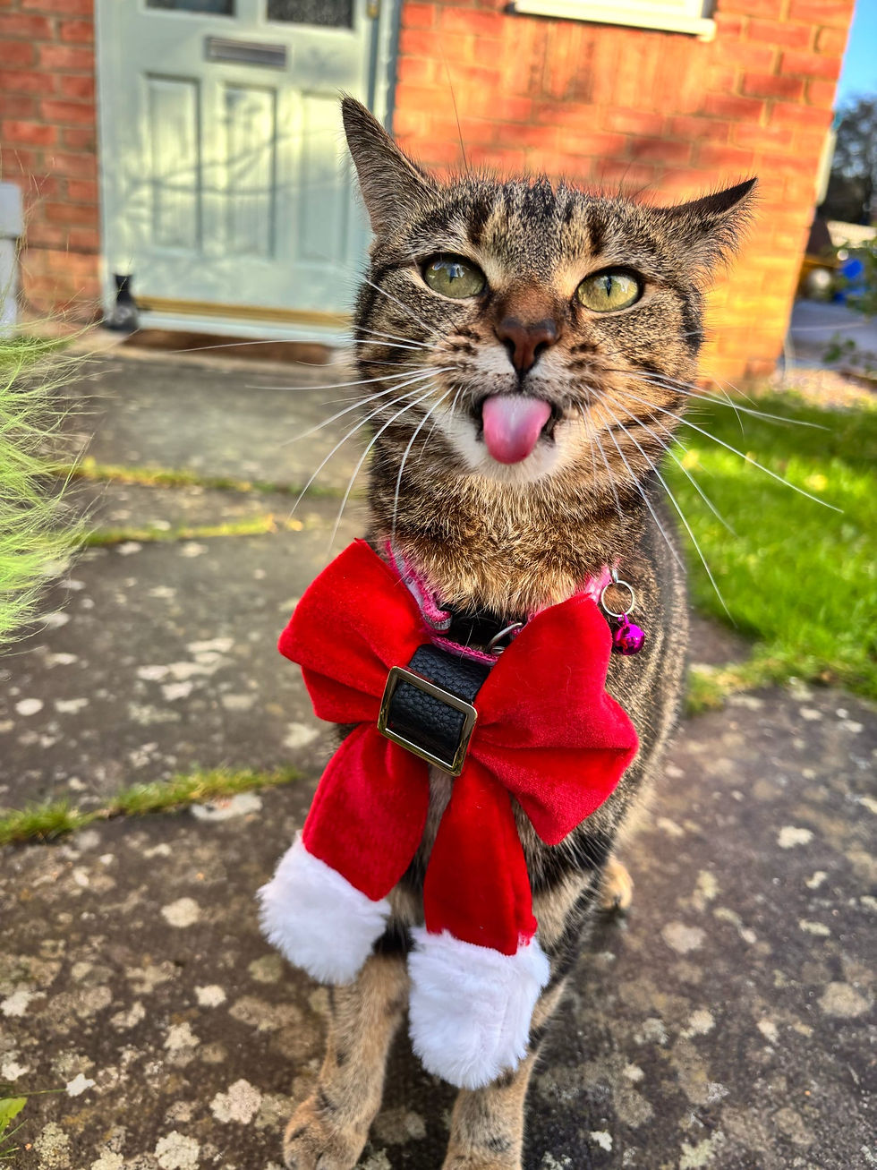 Thumbnail: Santa Claus Velvet Bow for Dogs and Cats