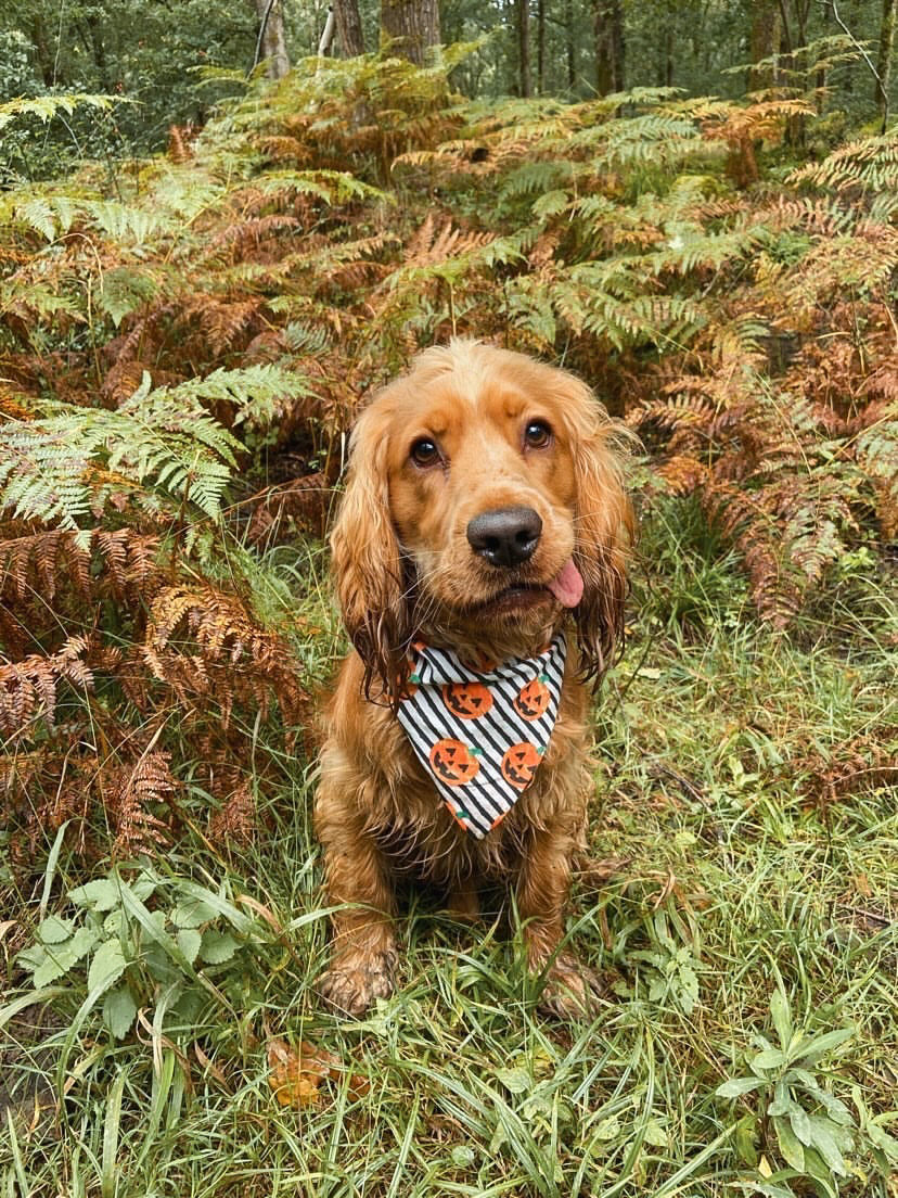 Thumbnail: Jack O Lantern Bandana