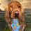 Thumbnail: Spring Cookies Bandana