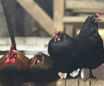 WhatsApp Image 2026-01-15 at 19.30.02 (3).jpeg