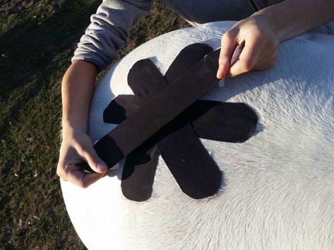 Pelvic Stress Fractures in Racing Thoroughbreds