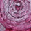 Thumbnail: 2 TONE ROSETTE TAFFETA