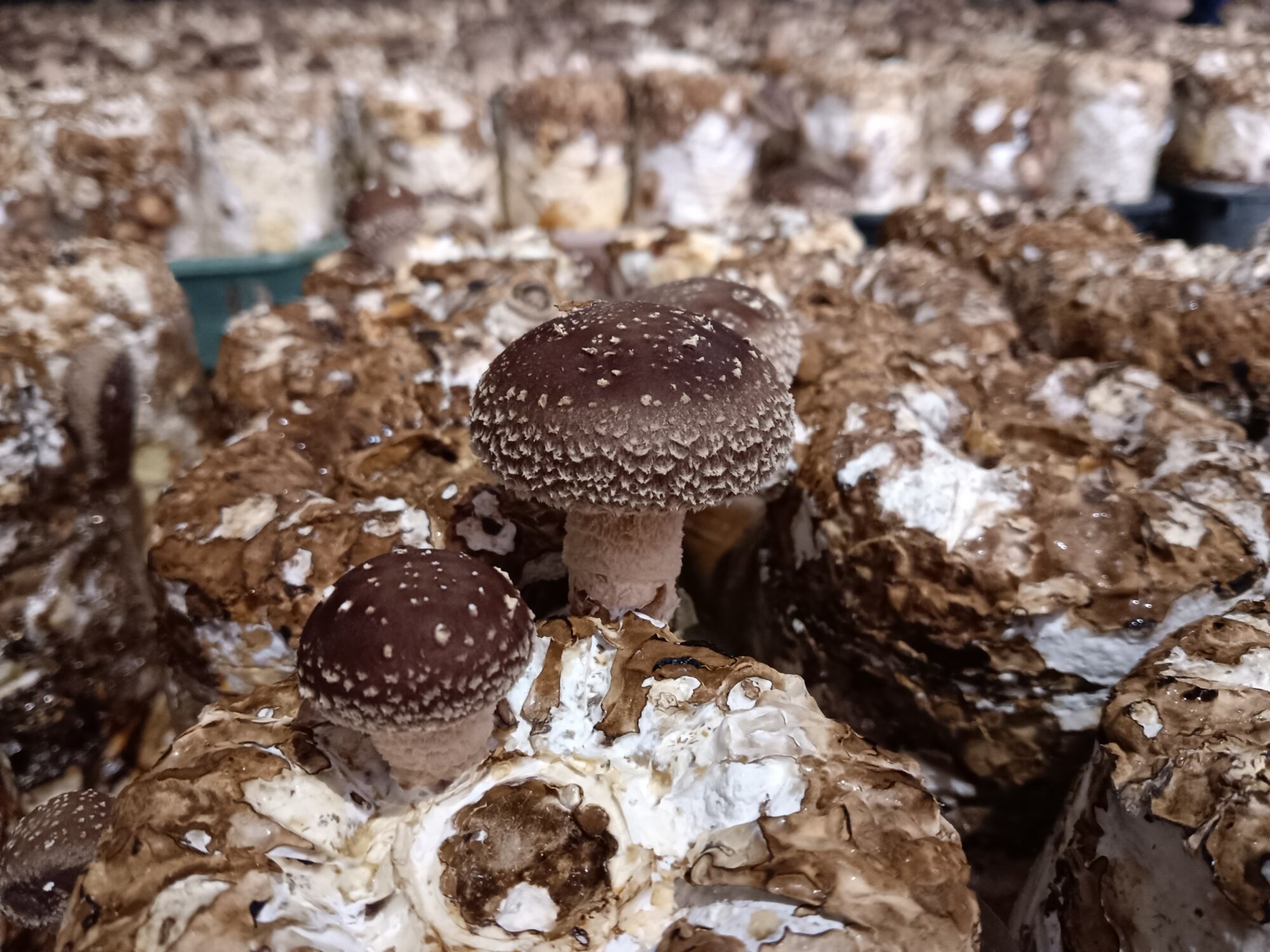 香菇農事體驗