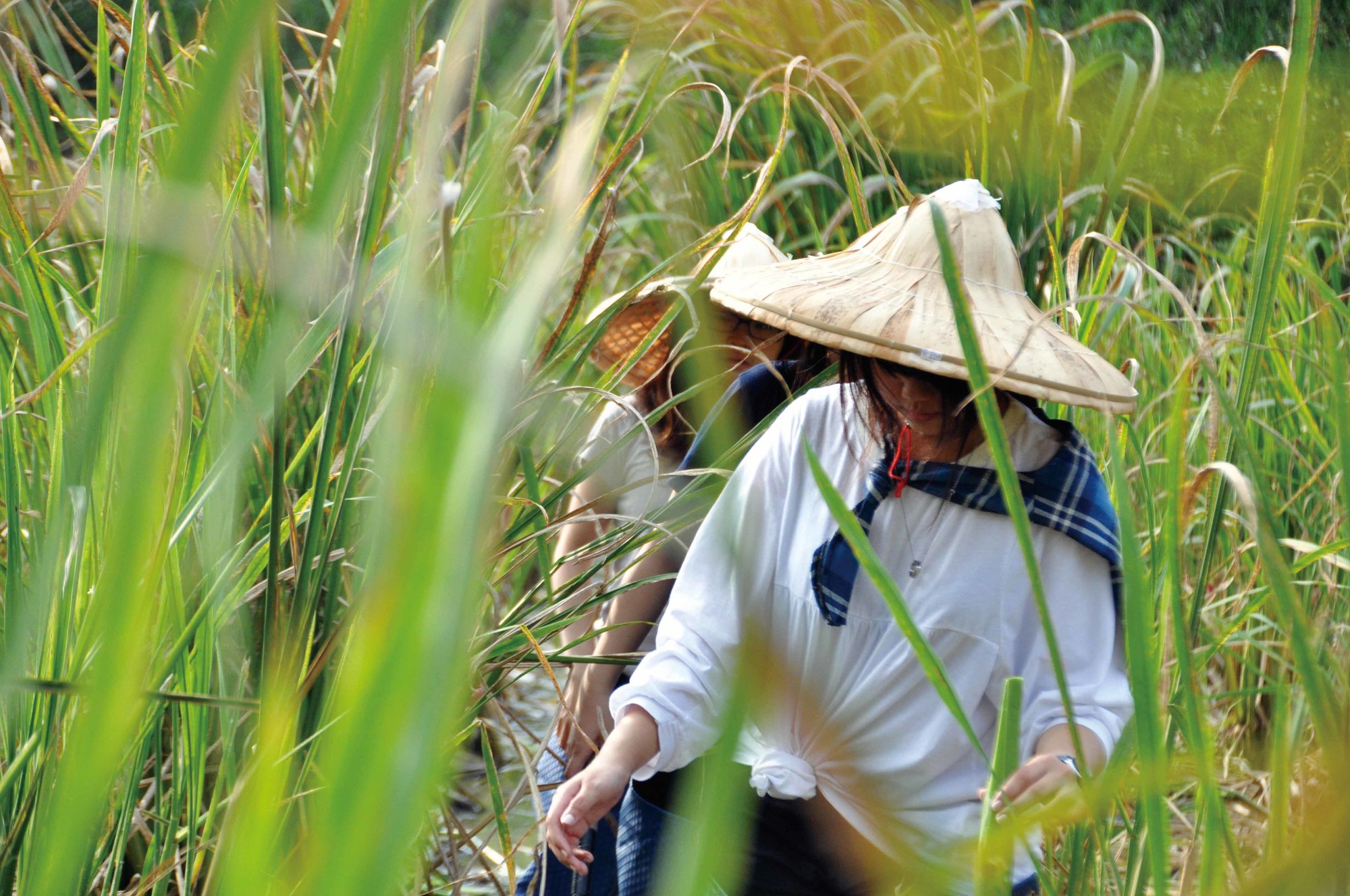 茭白筍農事體驗(5/1~10/15)