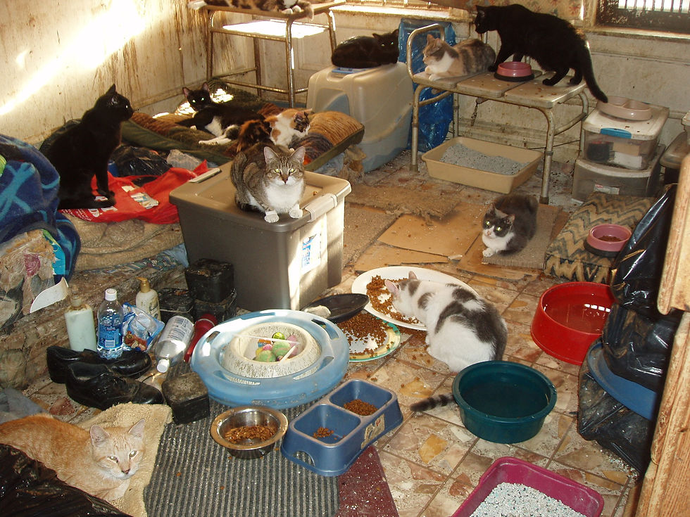 Colecționarea patologică de animale