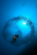 BarraShark04.tif