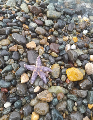 Star Fish, Deniz Yıldızı