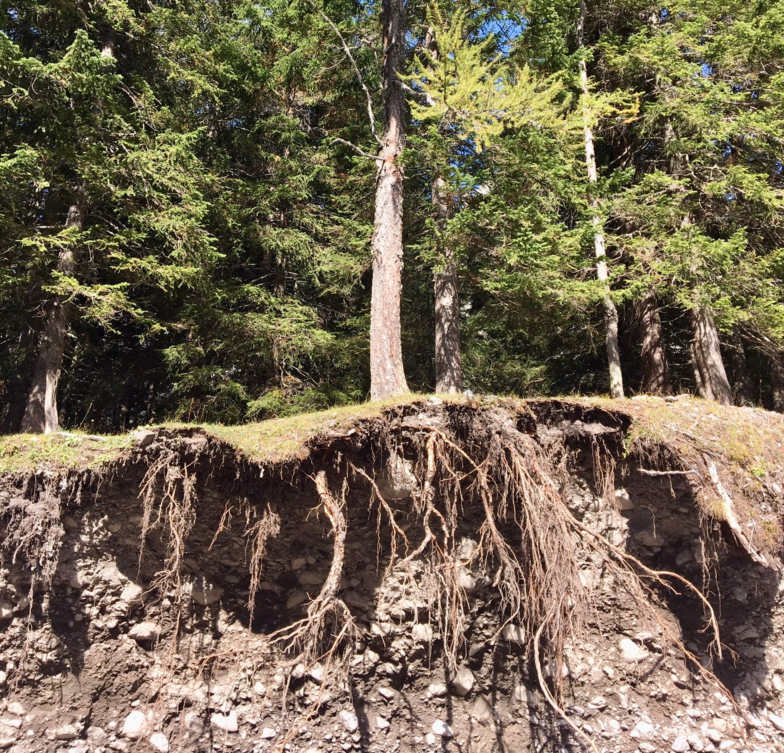 Root Boot Trees Roots with Boots