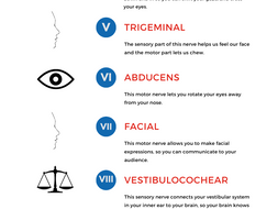 How the Cranial Nerves Work in Your Singing