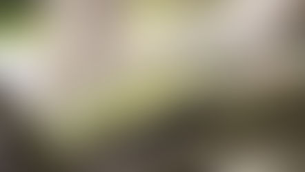 Min leguan spiser ikke