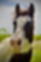 Quarter Horse Paint Mare