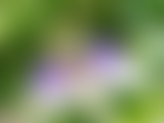 Winterharte Passionsblumen