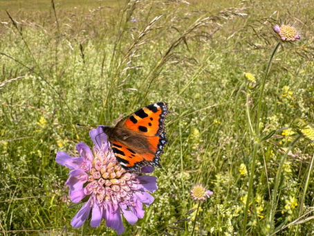 Anleitung: Aus Rasen wird Blumenwiese