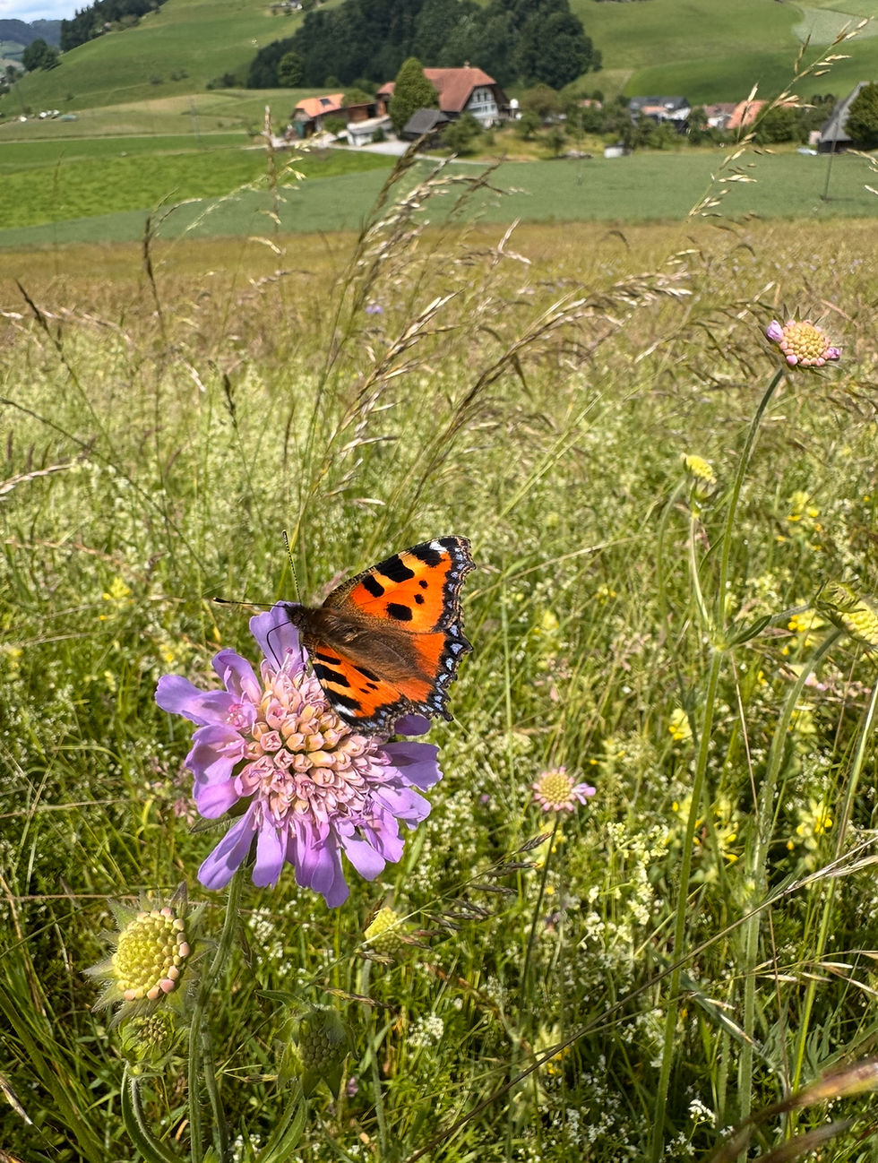 Anleitung: Aus Rasen wird Blumenwiese