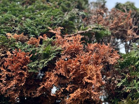 Der Lebensbaum in Gefahr: Schäden an der Thuja: