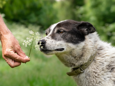 Hundefreundlicher Garten: Tipps für Sicherheit und die richtige Pflanzen Wahl