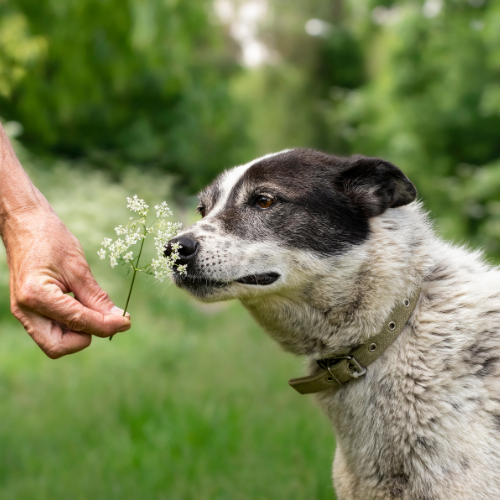 Hundefreundlicher Garten: Tipps für Sicherheit und die richtige Pflanzen Wahl