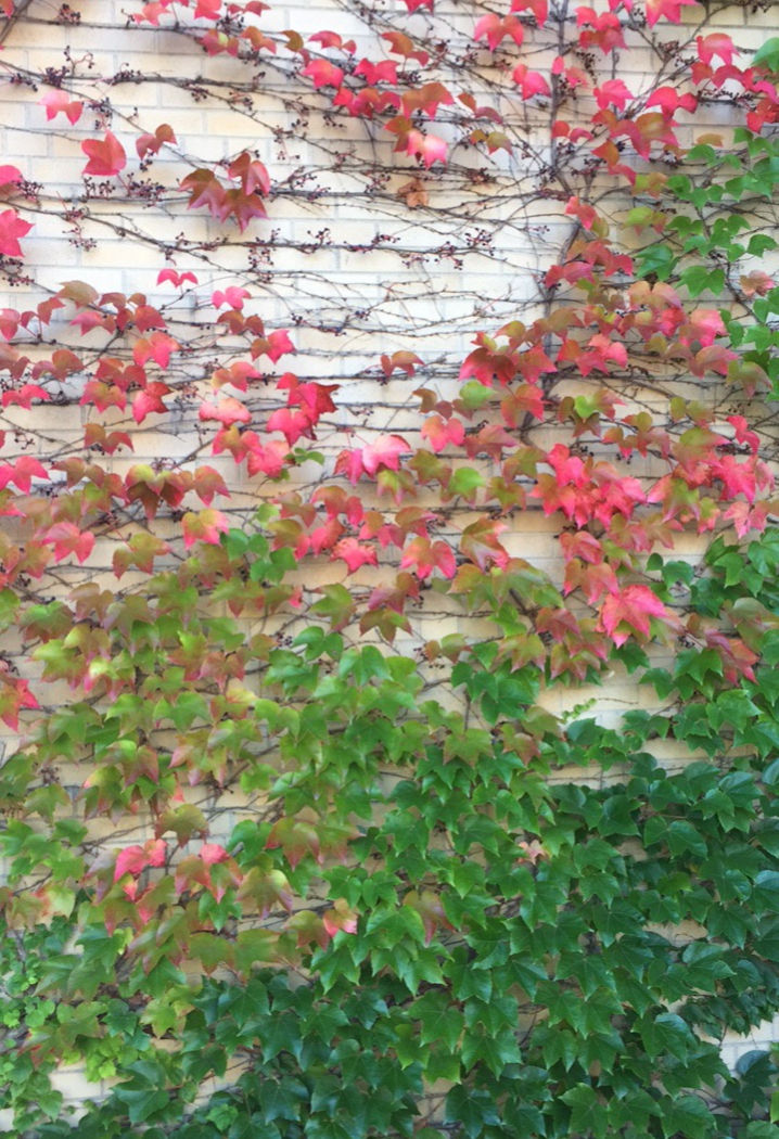 vines changing shifting from green to red leaves to symbolize the before and after in loss.