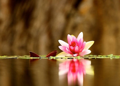 Open Magenta and Gold Lotus with Golden Background