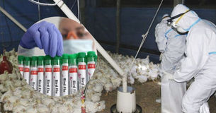 Lo que se conoce de la primera víctima mortal de gripe aviar H5N2 en el mundo