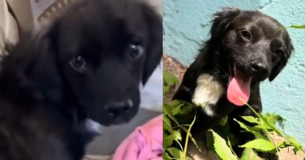 Rambo, el perrito que casi pierde la vida por un machetazo, pero una persona de buen corazón lo ayudó a recuperarse