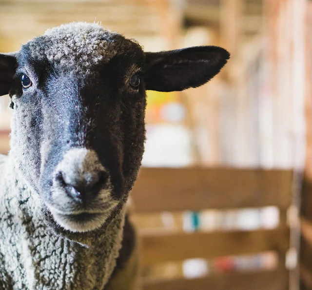 Critter Barn Zeeland Mi