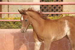 Na'el Shaarawi
