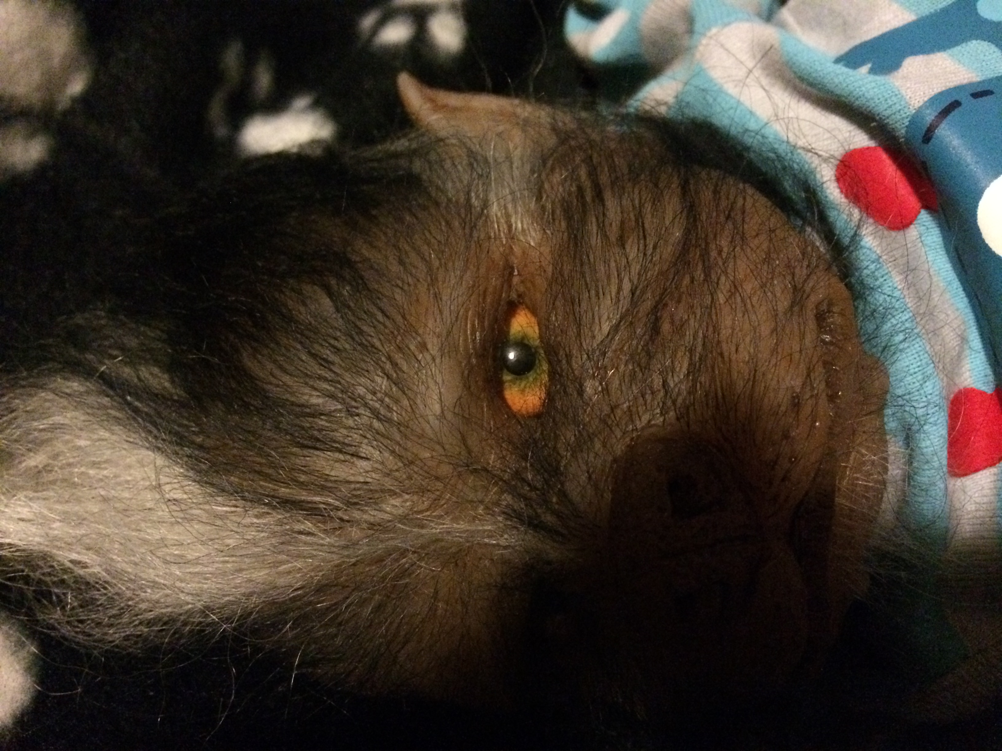 Axel