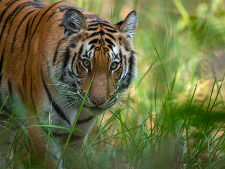 En tiger er ikke et motiv – den er et møte