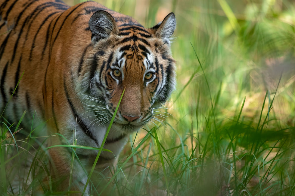 En tiger er ikke et motiv – den er et møte