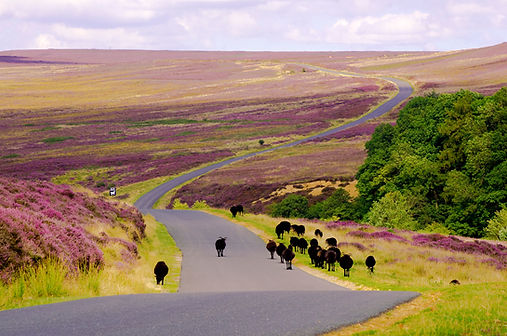 Svarte sauer, North York Moors.jpg