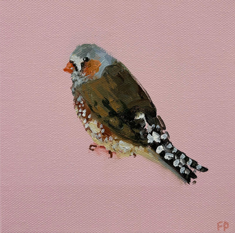 Zebra Finch on Pink
