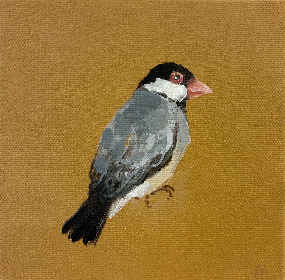 Java Sparrow