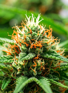 Firefly_A high-resolution close-up of one healthy indoor hemp plant, showing intricate lea