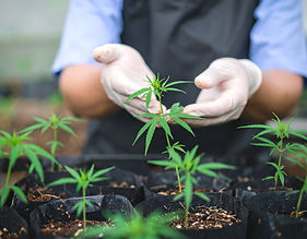 Firefly_A photorealistic close-up of a pair of hands gently tending to young hemp clones i