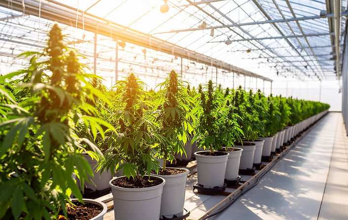 Firefly_Tall, mature cannabis plants growing in large pots arranged neatly on waist-high g