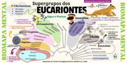 Mapa Mental Biodiversidade