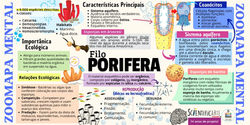 Mapa Mental Porifera