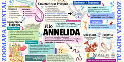 Mapa Mental Annelida