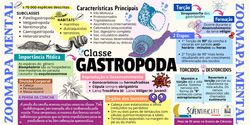 Mapa Mental Gastropoda
